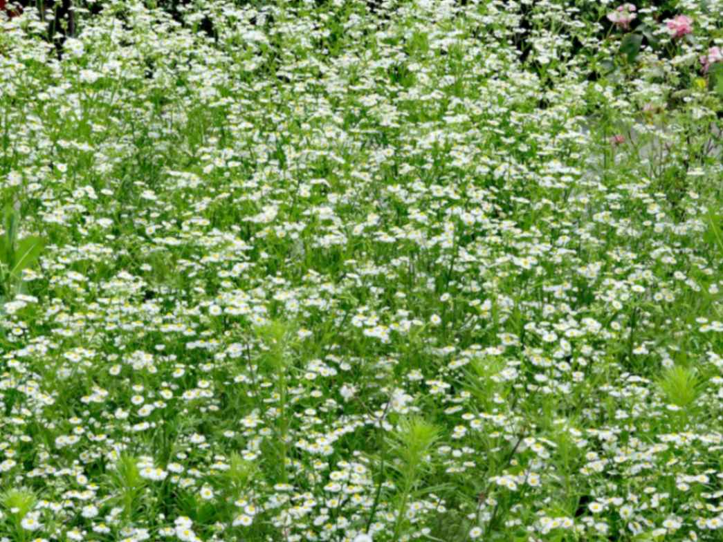 Daisy Flowers in a field